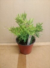 GOLD-YELLOW CONIFER JUNIPERUS * JUNIPER OLD GOLD * 12CM POT * FREEPOST   #