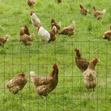 PawHut 0.6Mx10M Chicken Wire Mesh Rabbit Poultry Animal Fence PVC Coated Netting 2.10 per metre