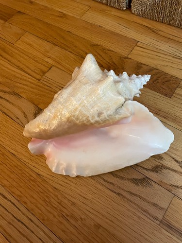 Genuine Pink Queen Conch Shell 3.5 lbs and 11 inches BIG and Beautiful