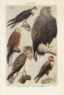 1920s OSPREY WHITE-TAILED EAGLE RED KITE SNAKE EAGLE HARRIER BIRDS OF PREY Print