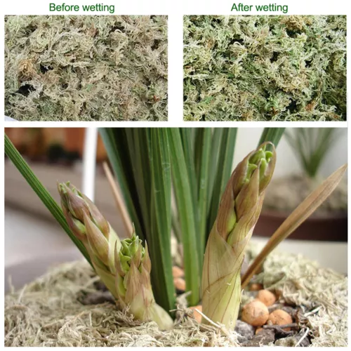 6/12L Dried Sphagnum Moss Potted Plant Organic Nutrition Fertilizer Moisturizing - Bild 8 von 17
