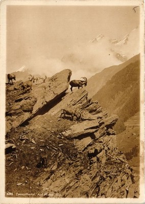 CPM Frankreich - Folklore - Zermattertal - Auf Hohe Alp (699712)