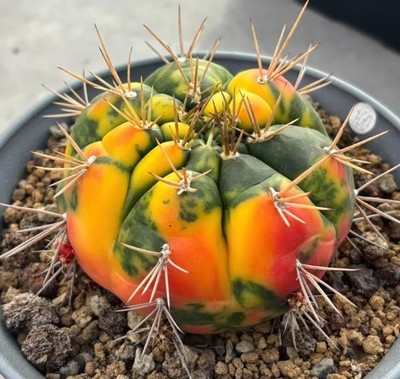 Rare Cacti Gymnocalycium eurypleurum Variegated WYSIWYG Own Root Boutique Sale