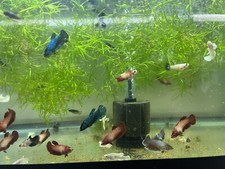 5 female betta sorority