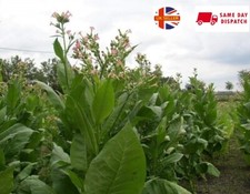 Golden Virginia) tobacco seeds 500+ seeds approx | Organic |