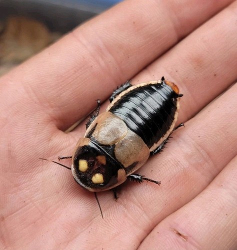 Glowspot Roach (Lucihormetica subcincta) 10 Ct