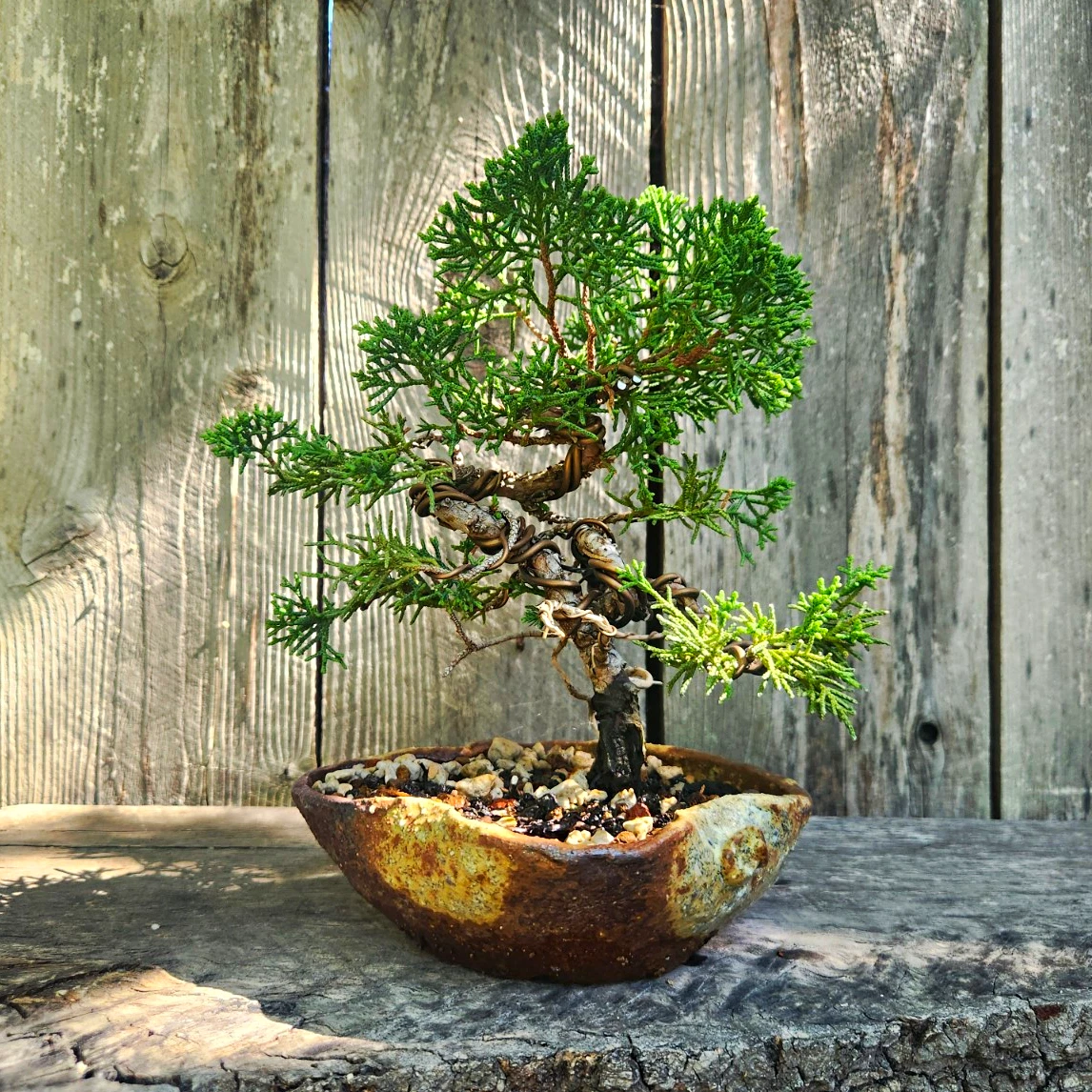 japanese bonsai pot products for sale | eBay