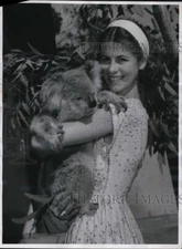 1964 Press Photo Australia on protecting its native koala
