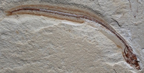 Enchelion 51 - Anguila con excelente conservación - Fósiles del Cretácico Líbano - Imagen 3 de 6