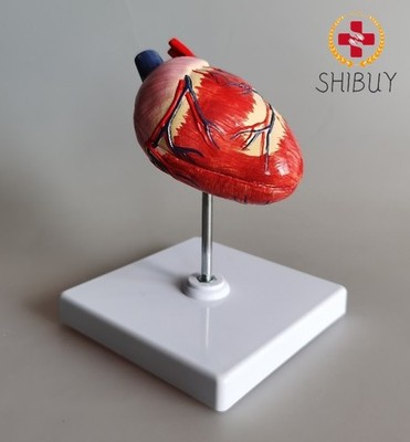 Canine Heart Anatomy Model Veterinary Dog Cardiac Structure PVC
