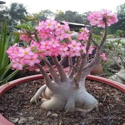 ADENIUM ARABICUM - 5 SAMEN ''''Wüstenrose'''' frische Samen ''''+ KOSTENLOSES GESCHENK