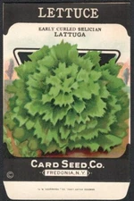 Vintage Seed Packet Lettuce Empty Fredonia New York NY 1920's Vegetable Curled