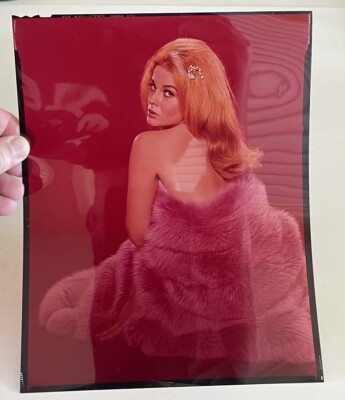 1965 Studio Transparency ANN MARGRET, Naked Under Fur, 8x10”, Virgil