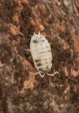 100 Count Dairy Cow Isopods