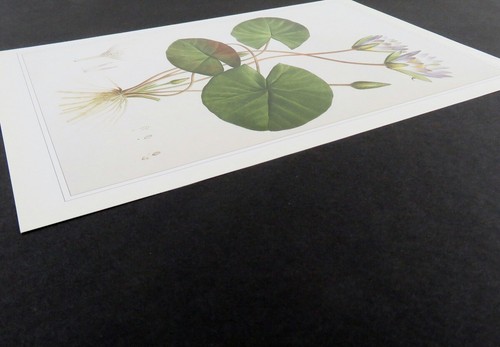 Redoute Botanical Print BLUE LOTUS Nymphaea Caerulea 1990 Bookplate Illustration - Bild 2 von 3