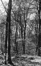 *7714 cpsm 03 Forêt de Tronçais - Sous Bois
