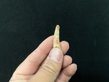 Dent De Pterosaur Fossil from Morocco/Fossil Tooth Pterosaurus 1 13/32in