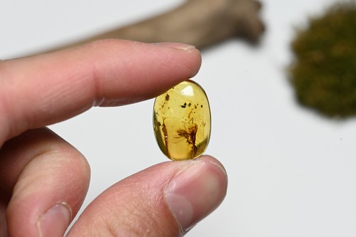 Detailed Mantispidae (Mantisfly) - Fossil Insect Inclusion in Burmese Amber - 第 4/7 張圖片