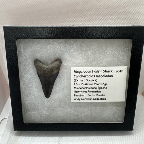 Megalodon shark tooth Andy Garrison fossil teeth jaw BIG GEM Display Box 1 3/4” - Picture 1 of 10