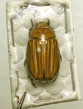 Chrysina for collectors | Gold Beetles, Jewel Scarabs