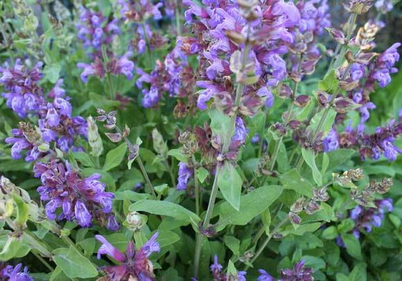Italian Sage, Salvia Officinalis, NON-GMO, Variety Sizes, FREE SHIPPING - Image 2 of 3