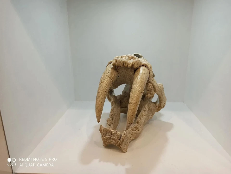 Smilodon fatalis, skull replika life size 1:1 - Image 2 of 4