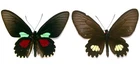 LEPIDOPTERA, PAPILIONIDAE, PARIDES AENEAS, pair PERU (mounted butterfly)