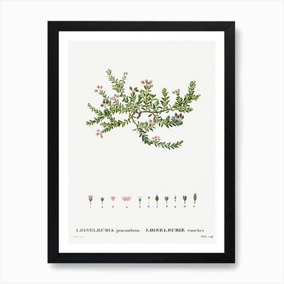 Alpenazalee, Pierre Joseph Redout gerahmtes Wandbild Poster Leinwanddruck Bild