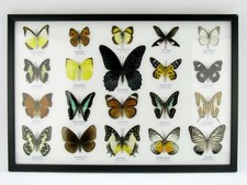 20 Farfalle splendidamente preparate murale vetrina tassidermia A-20-o-17