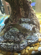Freshwater Shrimp Live Tropical Beginner Aquarium Invertebrate Fresh Water Type