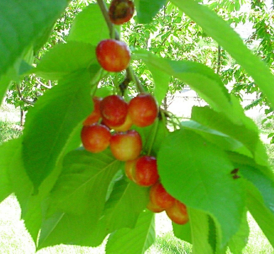 10+ Sweet Rainier Cherry Seeds Easy to Grow Edible Fruit Tree USA