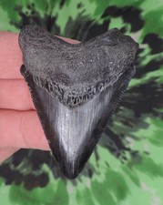 Megalodon Sharks Tooth 2 7/16