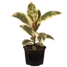 14 In. Tall to 21 In. Tall Ficus Elastica Tineke