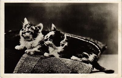 CPA AK CATS (1340845)