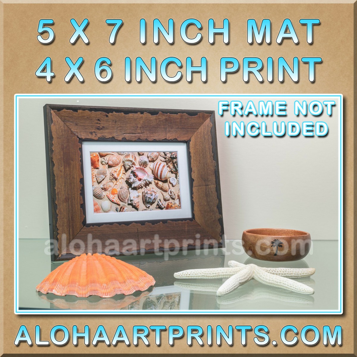 Seashells on Lanikai Beach Oahu Hawaii Photo Fine Art Photography