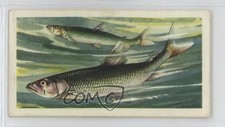 1960 Brooke Bond Freshwater Fish Blue Back Smelt #30 2p7