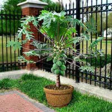 10 Dwarf Solo Papaya Tree Seeds Easy to Grow Comb. S/H