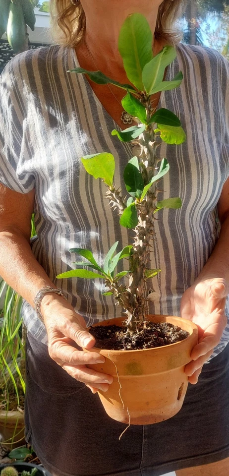 Crown Of Thorns Milii Corona de Christo Thai Hybrid 12" planta enraizada Foto 3 de 4