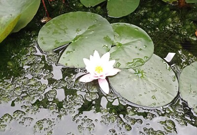 Teichseerose mit grün/rot gekrümmelten Blättern und einer gelben und cremefarbenen Blüte 
