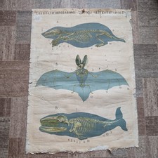 ODDITIES CURIOSITY ORIGINAL VINTAGE POSTER 1952 Bat Wheel