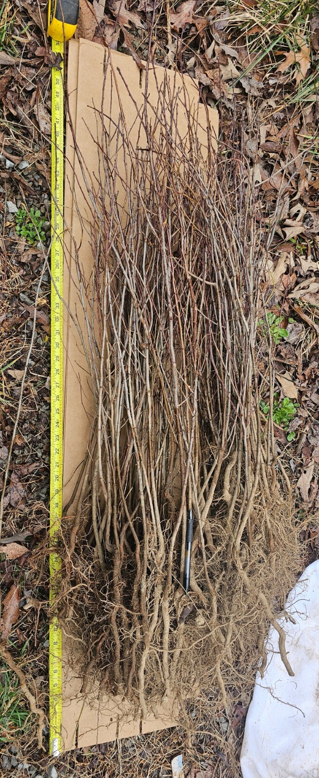 Picture 6 of 7
