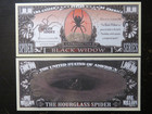 BLACK WIDOW (Latrodectus) Spider Species ~ $1,000,000 One Million Dollars — photo 1