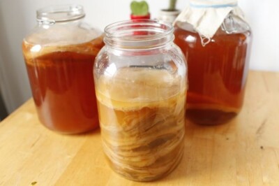 Extra großer BIO Kombucha Scoby mit flüssigem Starter