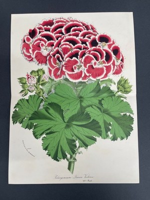 Antique Botanicals, Van Houtte, c.1850, Flowers, Double/Folio Page, Pelargonium