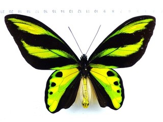 ENTOMOLOGIE SCHMETTERLING: ORNITHOPTERA TITHONUS TITHONUS ♂ FAK FAK RARE!!!