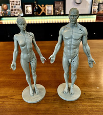3D Total M&auml;nnliche weibliche Halb-Ecorche-Anatomiefigur Muskulatur  K&ouml;rper