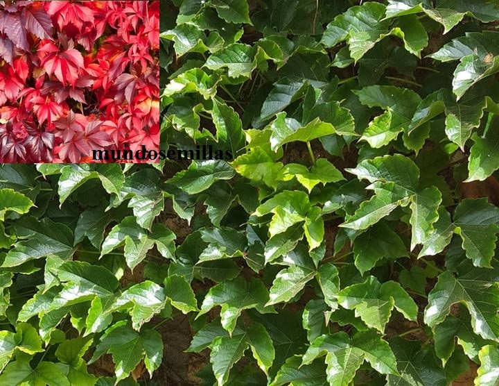 Parra Virgen - Parthenocissus Tricuspidata - enredadera - 500 semillas frescas