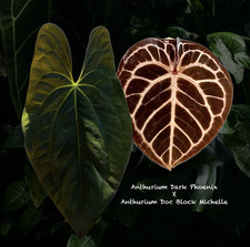 Anthurium Dark Phoenix X Doc Block Michelle Rare hybrid by Room_Kew