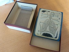 Anatomiczny stempel dydaktyczny 309 - Narządy oddechowe - Heinz Vogel - Wilhelmshaven