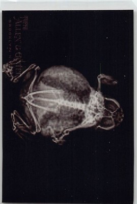 2024 Topps Allen & Ginter #XR-10 American bullfrog X-ray'd